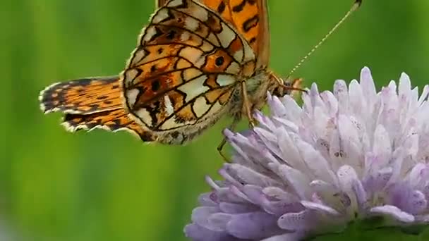 Бабочка Цветочном Поле Макрос Жизнь Бабочек Аргиннис Папья Естественной Дикой — стоковое видео