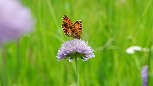 Vlinder Een Bloemenveld Macro Leven Van Vlinders Argynnis Paphia Het — Stockvideo