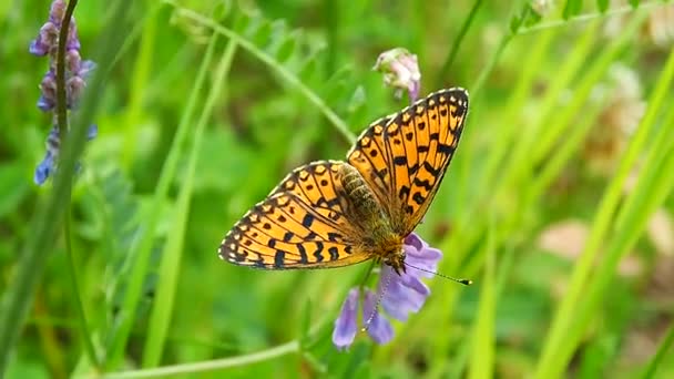 Motýl Květinovém Poli Makro Život Motýlů Argynnis Paphia Přírodě — Stock video