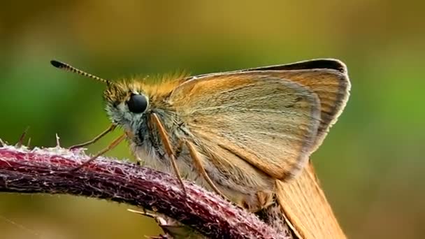 Vlinder Een Bloemenveld Macro Leven Van Vlinders Argynnis Paphia Het — Stockvideo