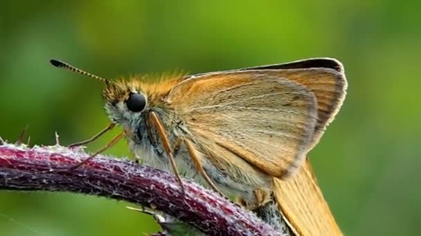 Çiçek Tarlasında Kelebek Makro Kelebeklerin Hayatı Argynnis Paphia Nın Doğal — Stok video