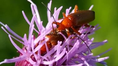 Bir çiçeğin üzerindeki iki beatle çiftleşmek. Yazın doğal ortamında uçan yabani böcekler.