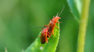 Bir çiçeğin üzerindeki iki beatle çiftleşmek. Yazın doğal ortamında uçan yabani böcekler.