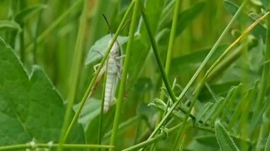 Çimlerde yeşil çekirge - makro. Doğal ortamda böcek yaşamı..