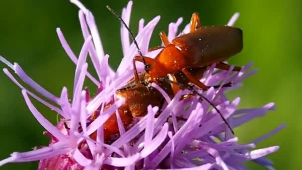 Apareamiento Dos Beatles Una Flor Insectos Voladores Salvajes Entorno Natural — Vídeos de Stock