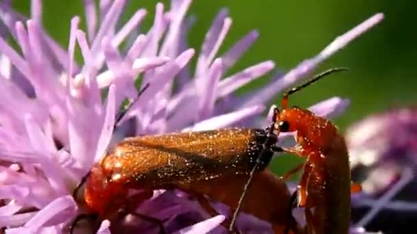 Paarung Von Zwei Schlägen Auf Einer Blume Wilde Fliegende Insekten — Stockvideo
