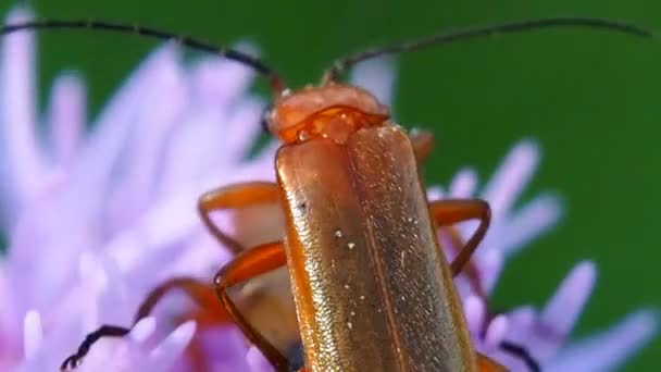 Paarung Von Zwei Schlägen Auf Einer Blume Wilde Fliegende Insekten — Stockvideo