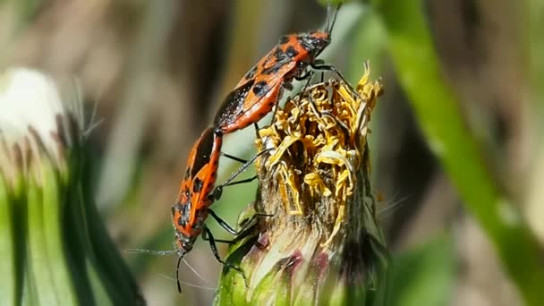 Parning Två Slag Blomma Vilda Flygande Insekter Sommarens Naturliga Miljö — Stockvideo