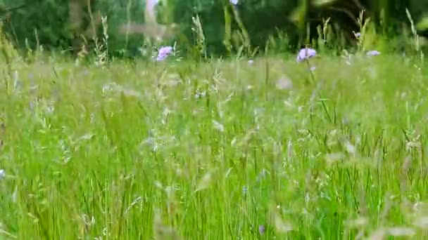 Prato Fiori Selvatici Nel Campo Estate Fioritura Natura Europea — Video Stock