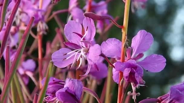 Kwitnące Użyteczne Kolory Fireweed Epilobium Jest Często Stosowany Medycynie Gotowaniu — Wideo stockowe