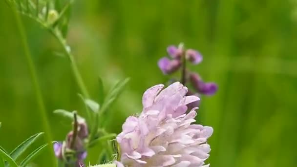 Weide Wilde Bloemen Het Veld — Stockvideo