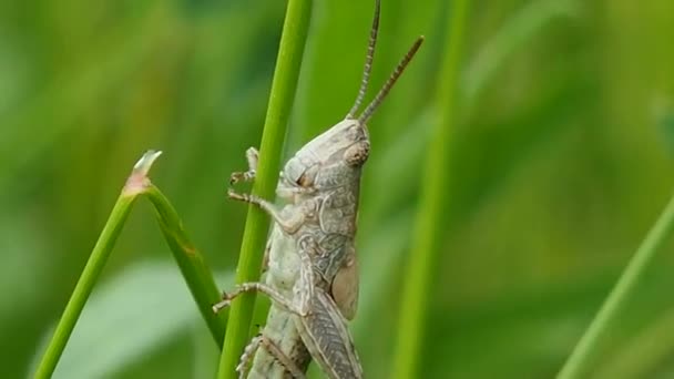 Grön Gräshoppa Gräset Makro Insektsliv Naturen — Stockvideo