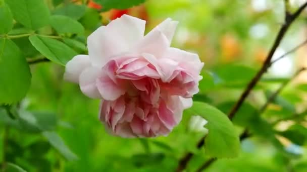 Rose Rose Fleurit Dans Jardin Délicate Fleur Sur Pelouse — Video