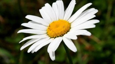 Makro çekimde büyük bir papatya çayı. Yakından bakıldığında yabani çiçekler.
