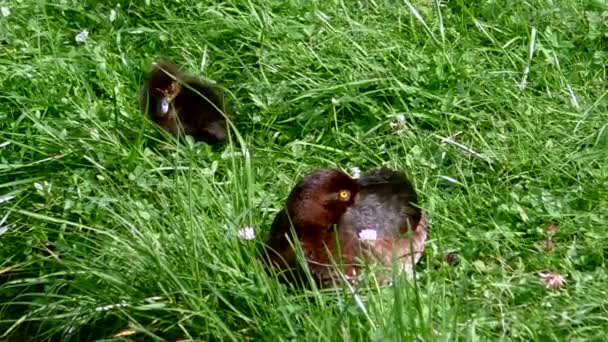 Matka Kaczka Jej Dzieci Kaczątka Ptaki Bucephala Clangula Naturalnym Środowisku — Wideo stockowe