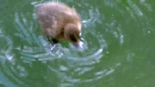 Eendenmoeder Haar Kinderen Zijn Eendjes Vogels Bucephala Clangula Natuurlijk Aquatisch — Stockvideo