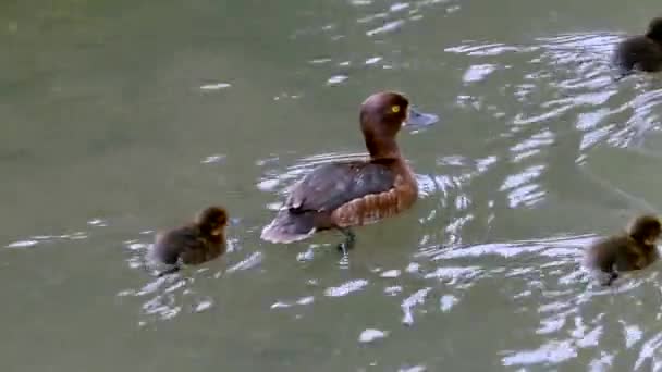 Eendenmoeder Haar Kinderen Zijn Eendjes Vogels Bucephala Clangula Natuurlijk Aquatisch — Stockvideo