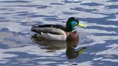 Yüzen ördek sürüsü. Vahşi kuşlar doğal ortamlarında.