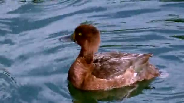 Eendenmoeder Haar Kinderen Zijn Eendjes Vogels Bucephala Clangula Natuurlijk Aquatisch — Stockvideo