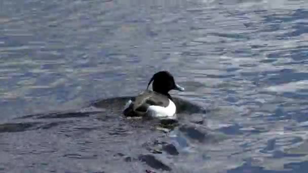 Ένα Κοπάδι Από Πάπιες Κολύμβησης Άγρια Πτηνά Στο Φυσικό Τους — Αρχείο Βίντεο
