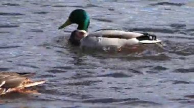 Yüzen ördek sürüsü. Vahşi kuşlar doğal ortamlarında.