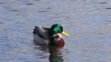 Yüzen ördek sürüsü. Vahşi kuşlar doğal ortamlarında.
