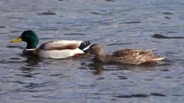 Yüzen ördek sürüsü. Vahşi kuşlar doğal ortamlarında.