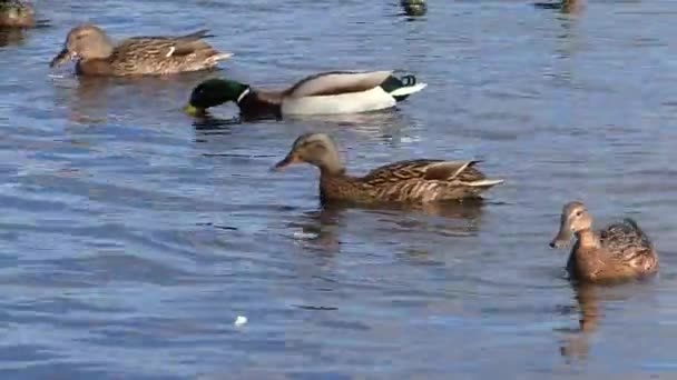 Bando Patos Nadadores Aves Selvagens Seu Habitat Natural — Vídeo de Stock