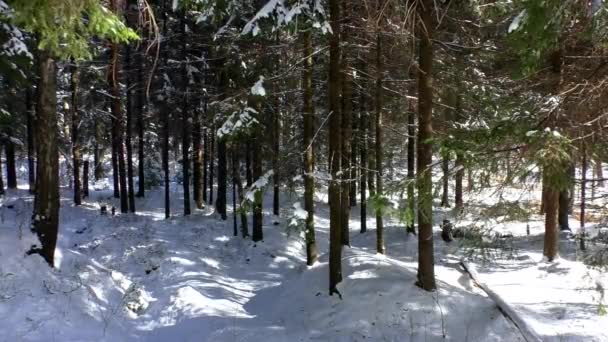雪の冬の森の下のクリスマスツリー 枝の上のライム — ストック動画