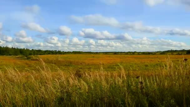 Landschaft Felder Aus Gemähtem Weizen Stoppeln Nach Der Getreideernte — Stockvideo