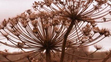 Kuru Hogweed Heracleum sphondylium inek havucu tarlalarda yetişiyor. Bitki şemsiyesi türü ekinlere zarar verir ve zehirlenmeye ve yanmaya neden olur..