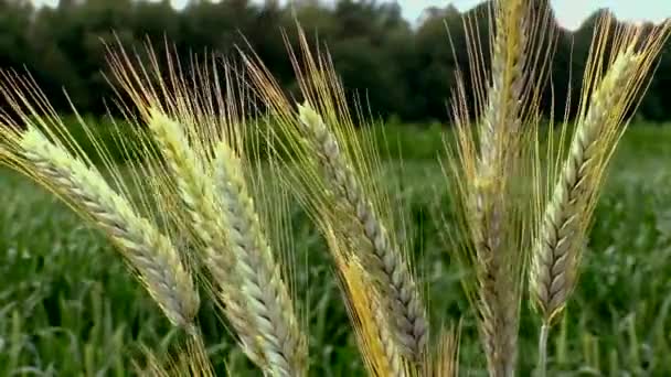 Roggen Der Landwirtschaft Ackerland Mit Feldfrüchten — Stockvideo