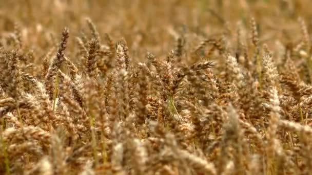 Roggen Der Landwirtschaft Ackerland Mit Feldfrüchten — Stockvideo