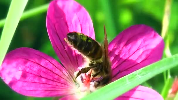 Abeja Recoge Polen Las Flores Insectos Entorno Natural Salvaje Naturaleza — Vídeo de stock