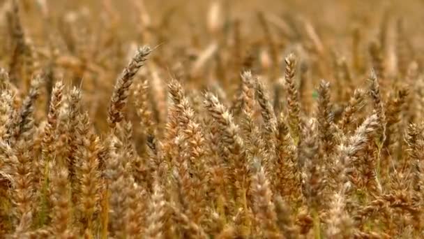 Ears Rye Agricultural Field Agricultural Field Crops — Stock Video