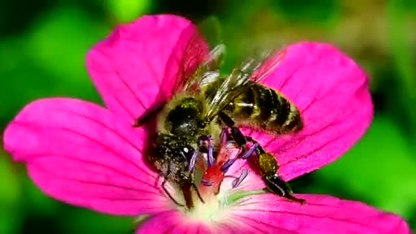 Bijen Verzamelen Stuifmeel Van Bloemen Insecten Wilde Natuur Van Natuur — Stockvideo