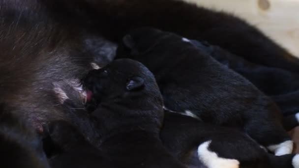 Filhotes Recém Nascidos Sugam Leite Cão Mãe Perto Nascimento Uma — Vídeo de Stock