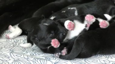 Yeni doğan yavrular anne köpeğin sütünü yakın mesafeden emerler. Hayvanlarda yeni bir hayatın doğuşu.