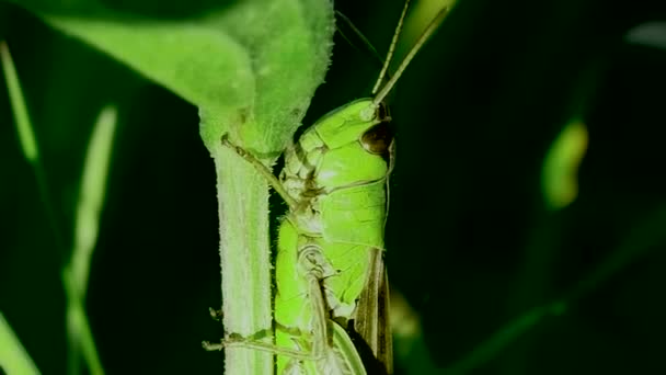 Macro Vert Sauterelle Insectes Dans Leur Habitat Naturel Sauvage — Video