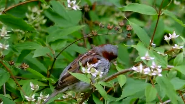 Vrabec na větvích opadavého stromu. Život volně žijících ptáků v přírodním prostředí.
