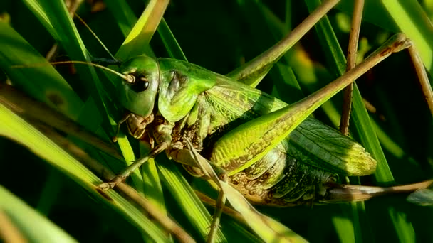 Heuschrecken Grünes Makro Insekten Ihrem Natürlichen Wilden Lebensraum — Stockvideo