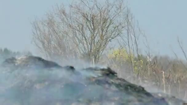 Торфяной Пожар Спонтанное Горение Самовоспламенение Собираемой Горящей Территории — стоковое видео