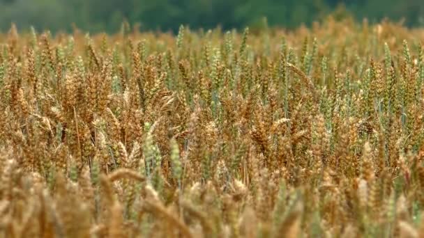 Hintergrund Der Weizenähren Auf Dem Feld Ackerland Mit Feldfrüchten — Stockvideo