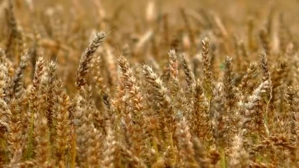 Hintergrund Der Weizenähren Auf Dem Feld Ackerland Mit Feldfrüchten — Stockvideo