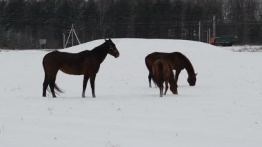 Atlar karlı bir tarlada otlar. At kışın karın altında ot yer..