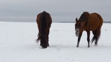 Atlar karlı bir tarlada otlar. At kışın karın altında ot yer..