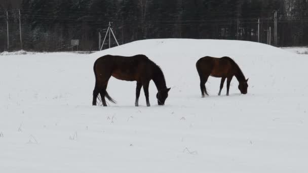 Cavalli Pascolano Campo Innevato Cavallo Mangia Erba Sotto Neve Inverno — Video Stock