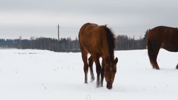 Atlar Karlı Bir Tarlada Otlar Kışın Karın Altında Yer — Stok video