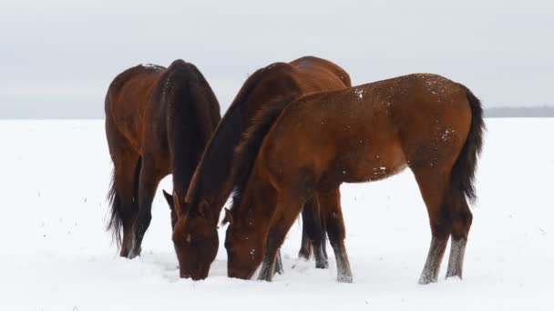 Les Chevaux Paissent Dans Champ Enneigé Cheval Mange Herbe Sous — Video