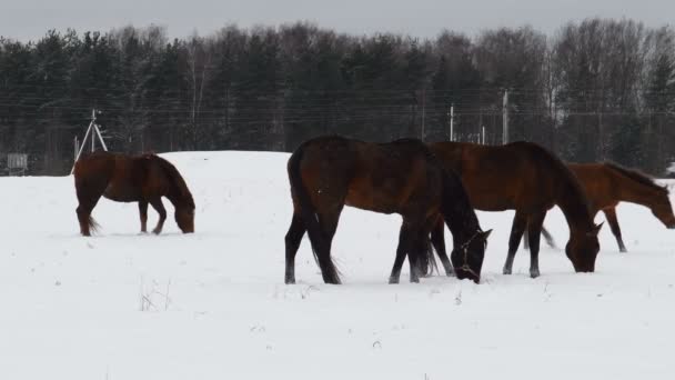 Les Chevaux Paissent Dans Champ Enneigé Cheval Mange Herbe Sous — Video